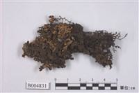 藏品(孔梅衣)的圖片